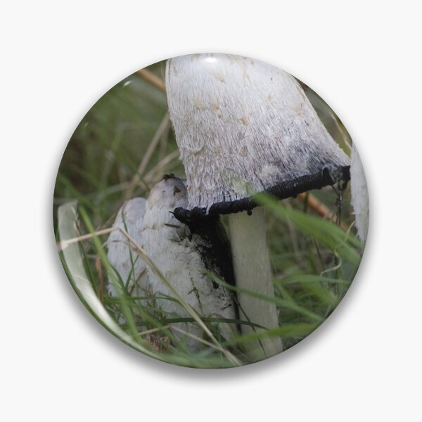 Item preview, Coprinus comatus, Shaggy inkcap designed and sold by chanonry.