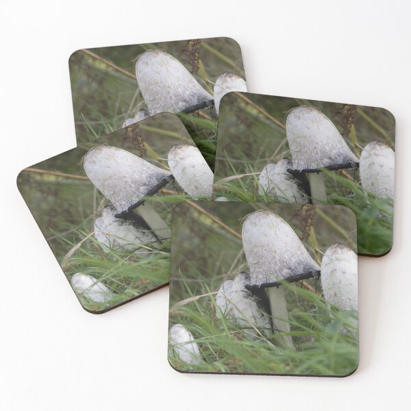 Item preview, Coprinus comatus, Shaggy inkcap designed and sold by chanonry.
