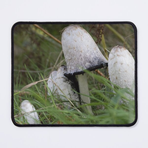Item preview, Coprinus comatus, Shaggy inkcap designed and sold by chanonry.