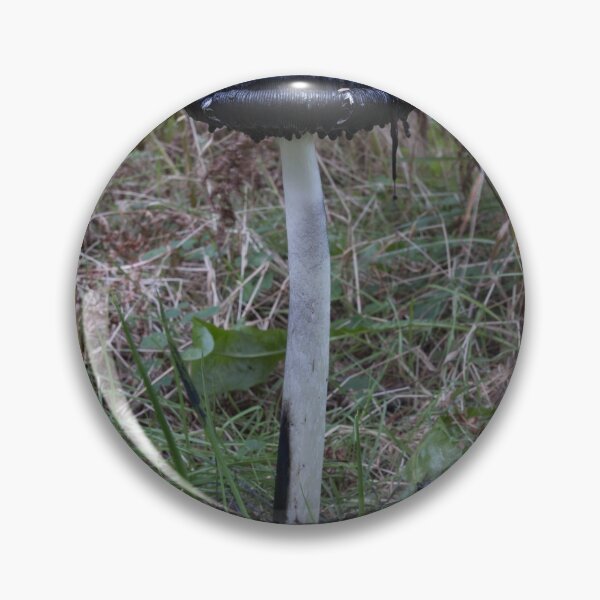Item preview, Coprinus comatus shaggy inkcap designed and sold by chanonry.