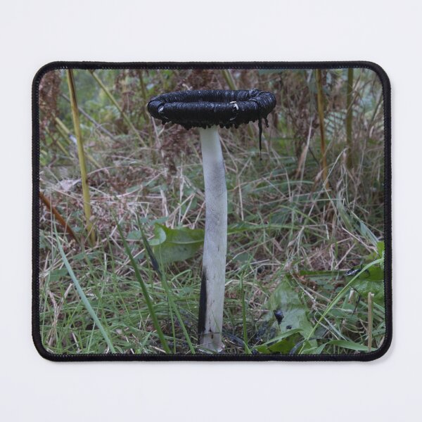 Item preview, Coprinus comatus shaggy inkcap designed and sold by chanonry.