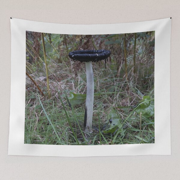 Item preview, Coprinus comatus shaggy inkcap designed and sold by chanonry.