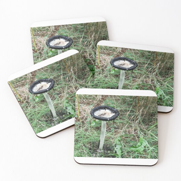 Item preview, Copy of Coprinus comatus shaggy inkcap designed and sold by chanonry.