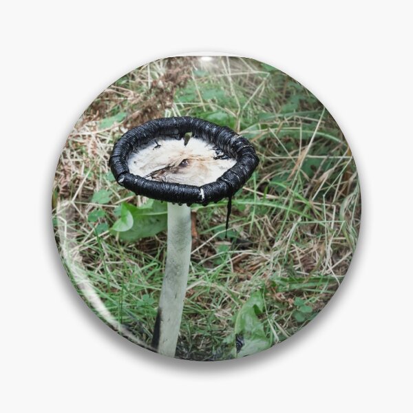 Item preview, Copy of Coprinus comatus shaggy inkcap designed and sold by chanonry.