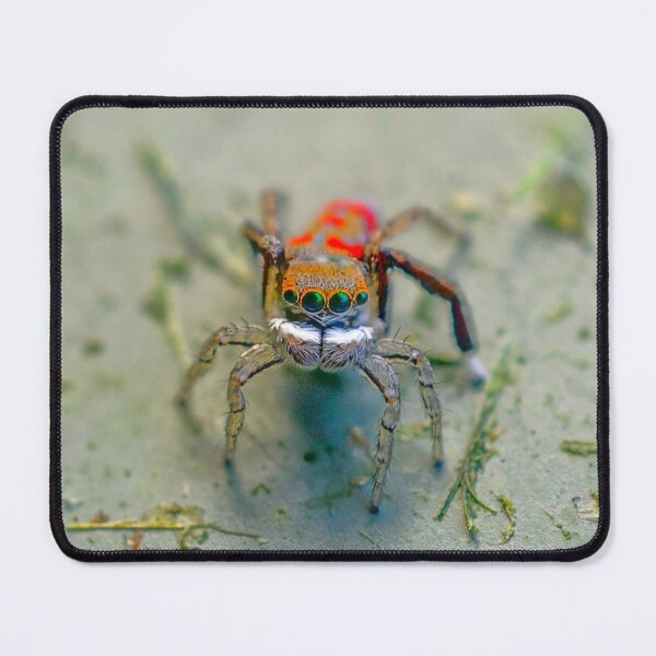 Item preview, Friendly neighborhood peacock spider designed and sold by Cornishinoz.