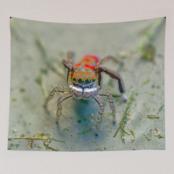 Item preview, Friendly neighborhood peacock spider designed and sold by Cornishinoz.