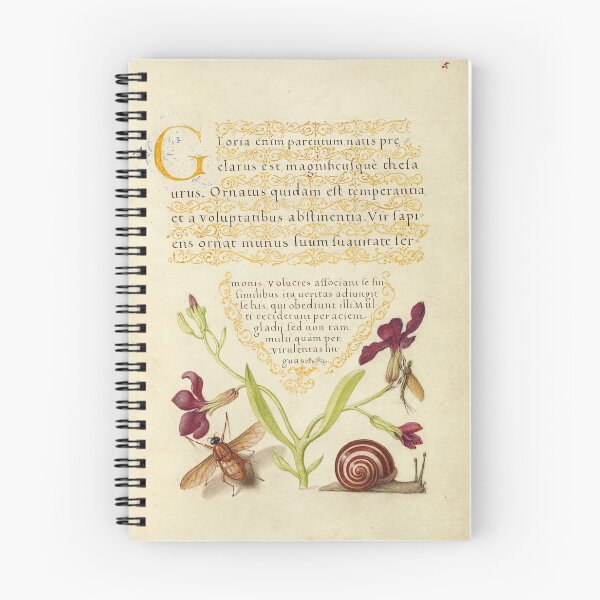 Item preview, Naturalist Manuscript Flowers, Insects and Animal Illumination: Gillyflower, Mayfly, Fly, and Snail by Joris Hoefnagel  designed and sold by Naturalist Prints.