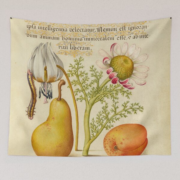 Item preview, Naturalist Manuscript Plants, Insects and Fruit Illumination: Caterpillar, Dog-Tooth Violet, Pear, and Apricot by Joris Hoefnagel  designed and sold by Naturalist Prints.