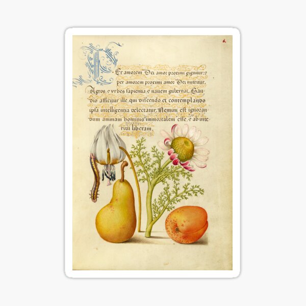 Item preview, Naturalist Manuscript Plants, Insects and Fruit Illumination: Caterpillar, Dog-Tooth Violet, Pear, and Apricot by Joris Hoefnagel  designed and sold by Naturalist Prints.