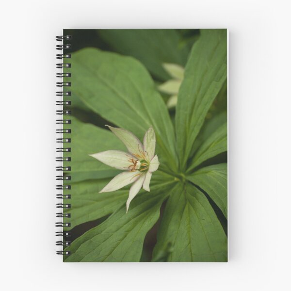 Item preview, Alpine Flower designed and sold by Skye Hohmann.