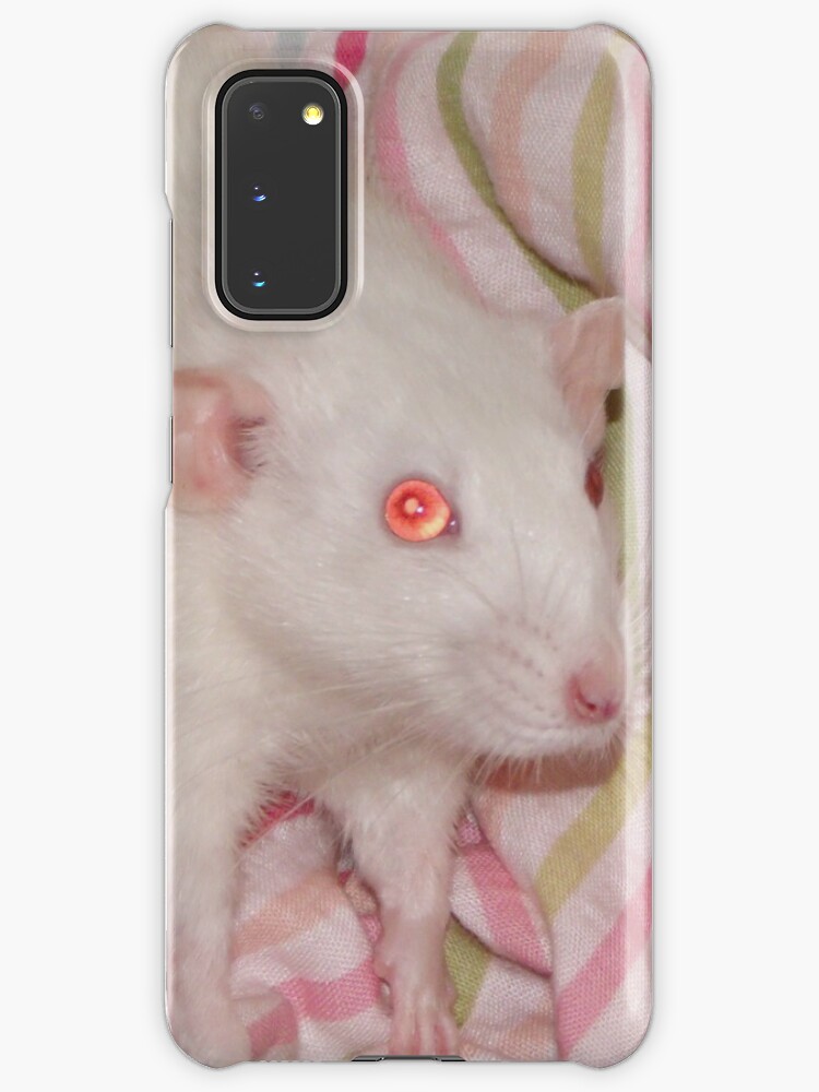 white dumbo rat