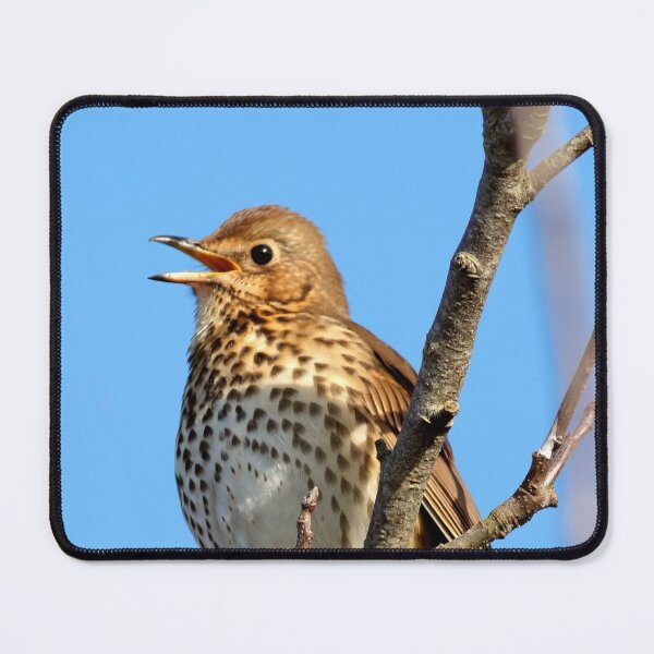 Item preview, Song Thrush singing from a treetop designed and sold by BryanDevon.