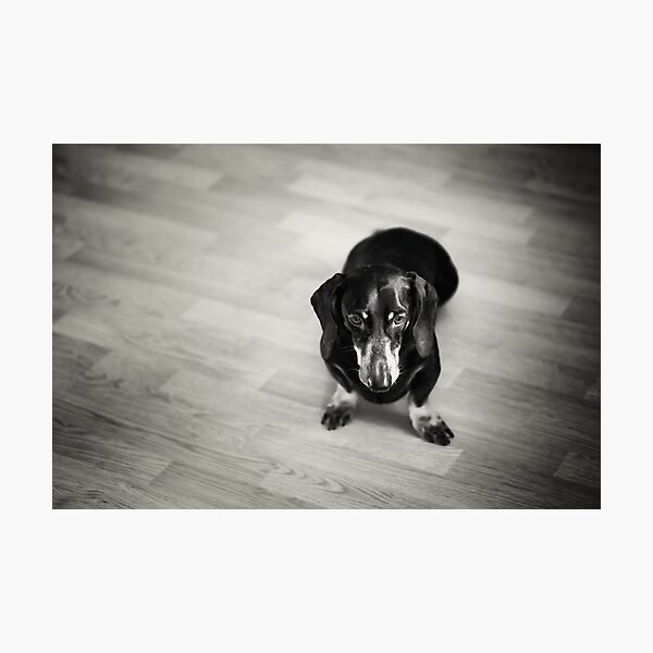 Black and White Portrait of Dachshund Dog Photographic Print