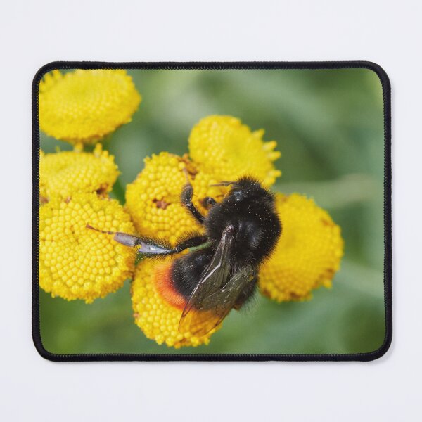 Item preview, Dancing on the yellows. Red tailed bumblebee designed and sold by Jouko Lehto Photography.