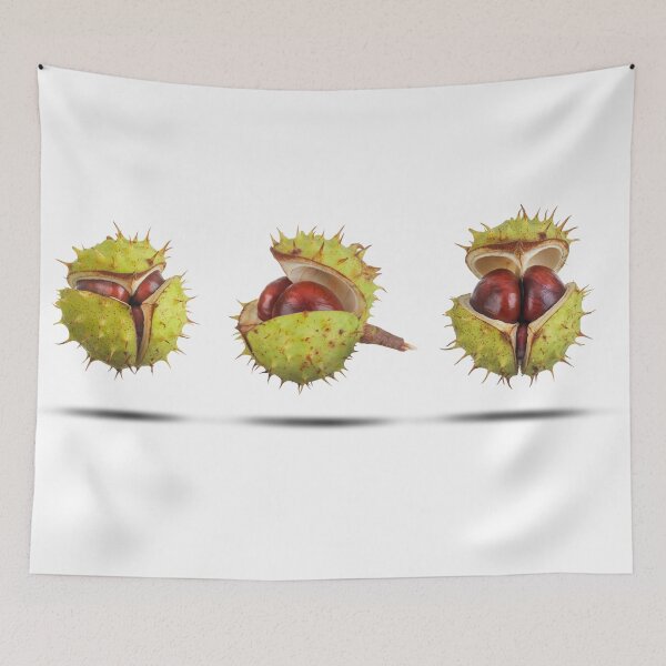 Item preview, Conker cases opening in three stages isolated designed and sold by simonbratt.
