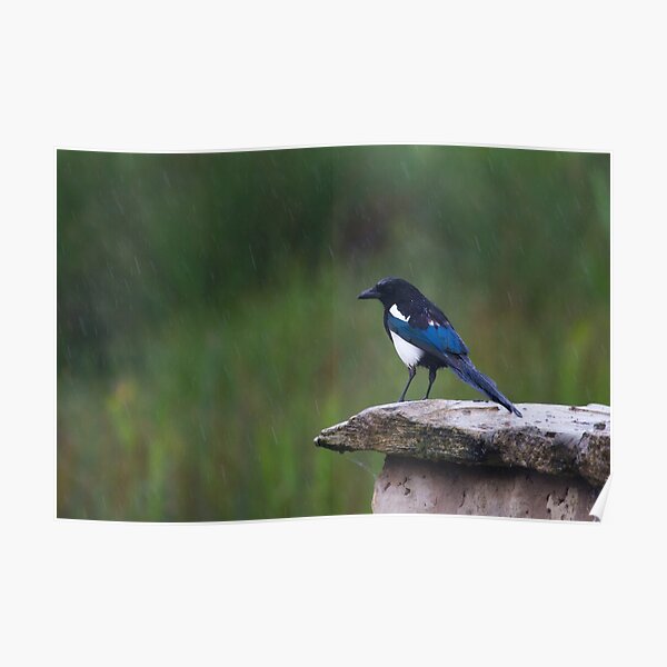 Magpie (pica pica) Poster