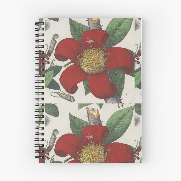 Item preview, Red cotton tree. Bombax ceiba designed and sold by Lloyd Library & Museum.