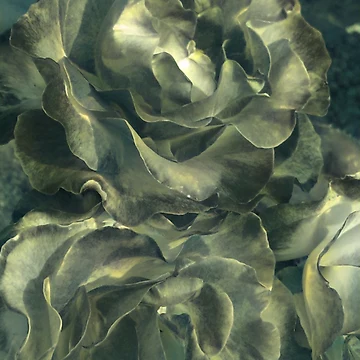 Artwork thumbnail, Antique Roses by mindmaster007