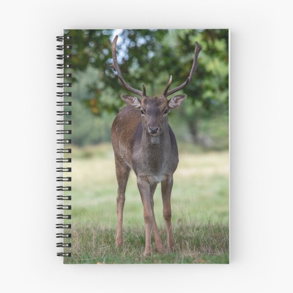 Item preview, Fallow Deer Buck (III) designed and sold by DonMc.