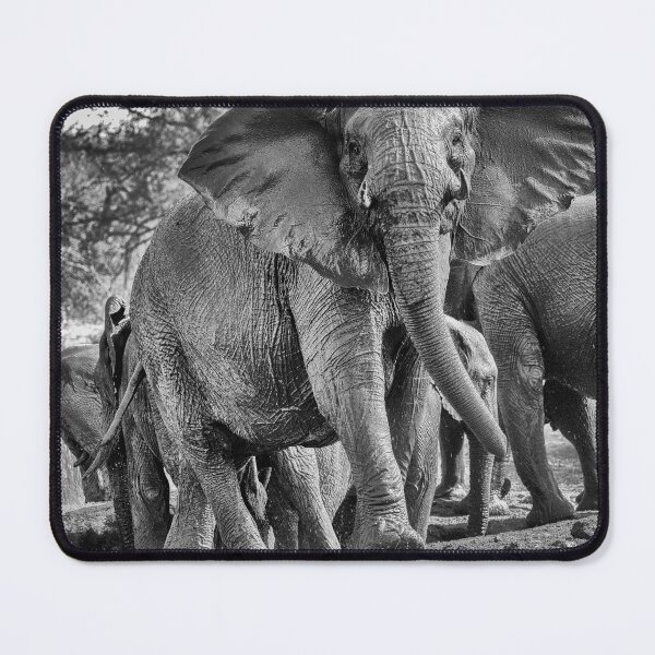 Item preview, Elphant female matriarch designed and sold by Michael Moss Photography.