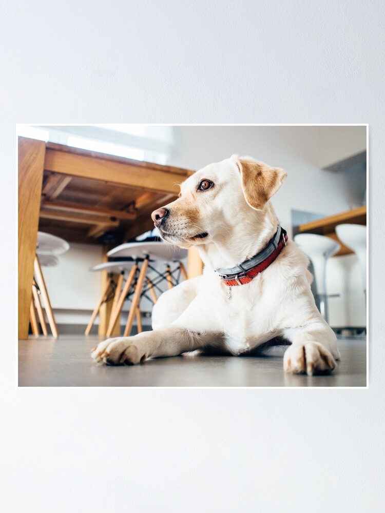 "The dog is the king of the house" Poster by MAUROFREE Redbubble