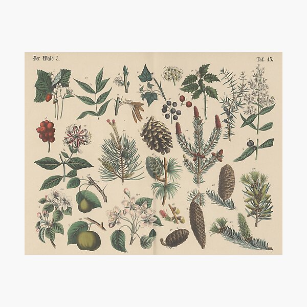 Item preview, Winter Botanical  designed and sold by BlueSpecsStudio.