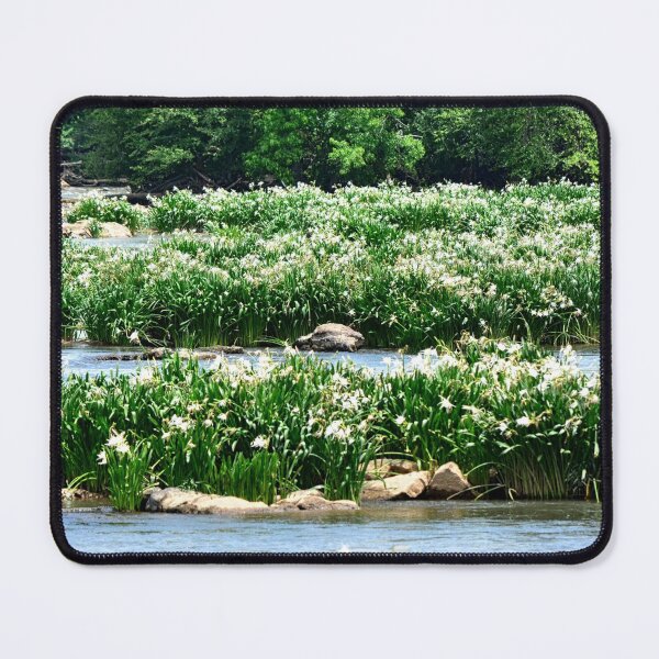 Item preview, Shoals Spider Lily At Landsford Canal State Park South Carolina 2 designed and sold by LisaWootenPhoto.