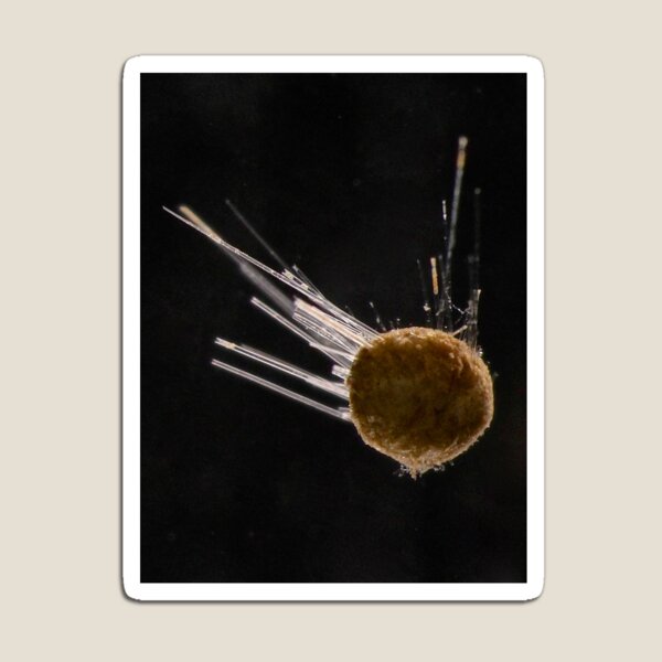 Funky Foraminifera Magnet