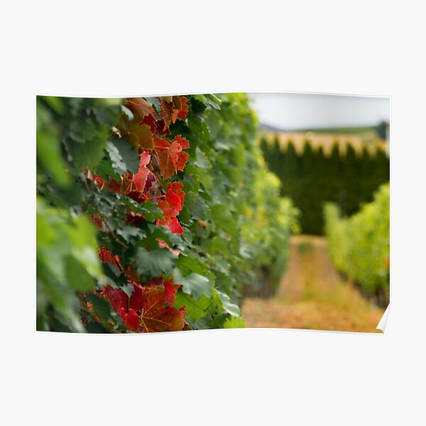 Autumn Comes to the Vineyard Poster