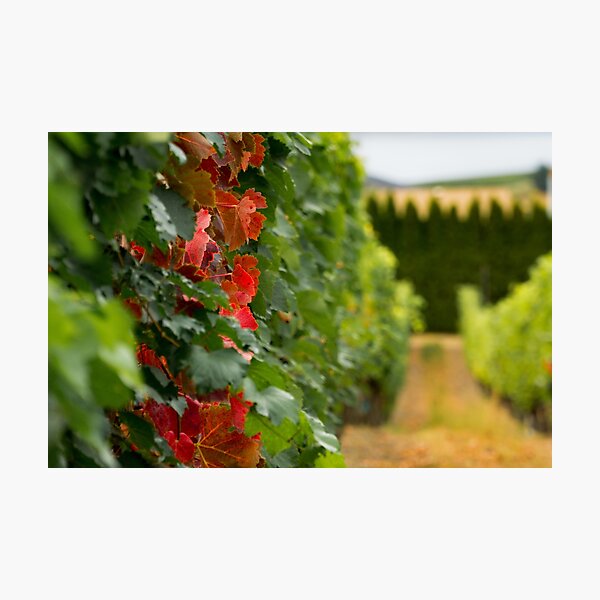 Item preview, Autumn Comes to the Vineyard designed and sold by Mullwell Photography.