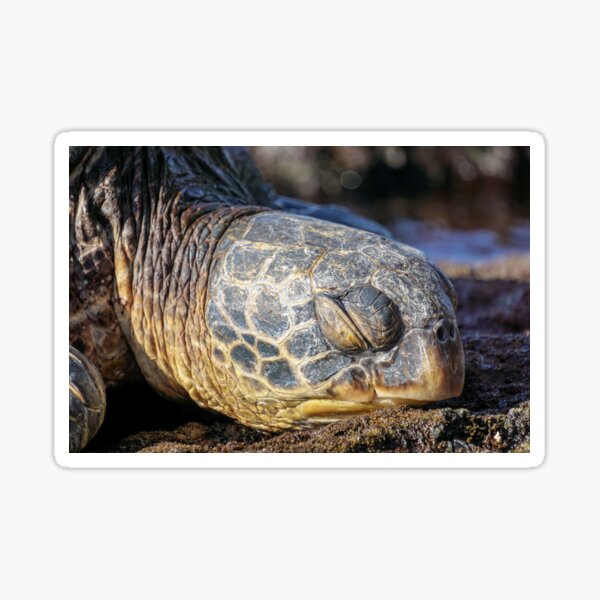 Sleepy Maui Sea Turtle Sticker