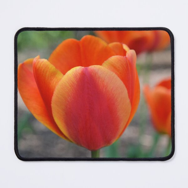 Item preview, Orange Tulip Edged with Yellow designed and sold by Kathleen Brant.