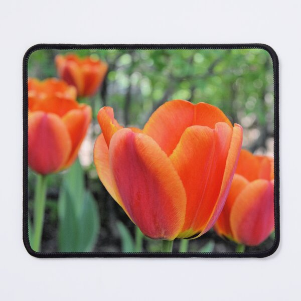 Item preview, Soft Orange Tulips designed and sold by Kathleen Brant.