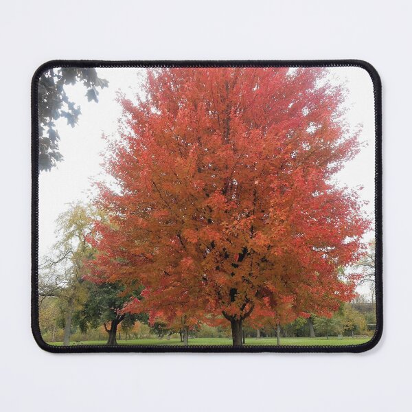 Item preview, Red Maple Tree designed and sold by Kathleen Brant.