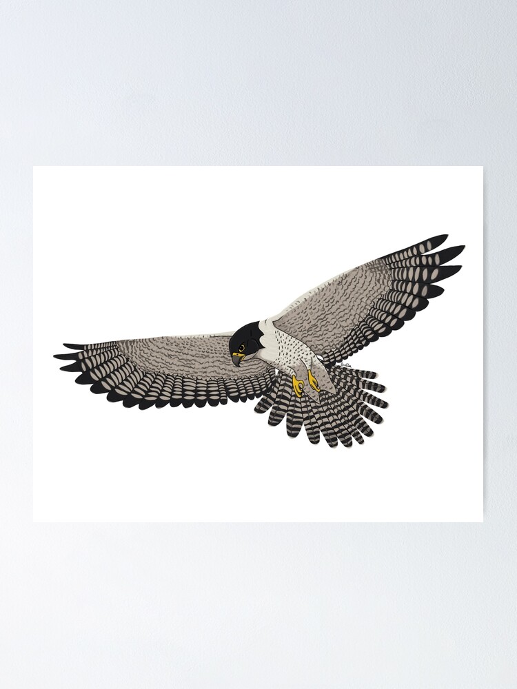 Peregrine Falcon Flying - Male Peregrine Falcon Poster for Sale by EcoElsa