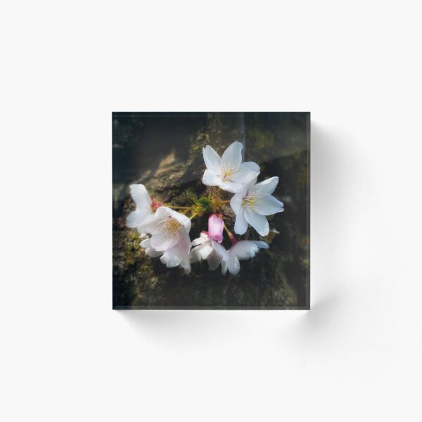 Item preview, Hanami - Sakura Cherry Blossom designed and sold by NearScapes.