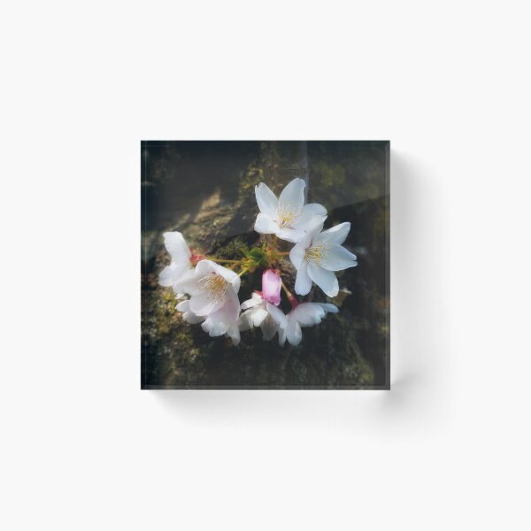 Item preview, Hanami - Sakura Cherry Blossom designed and sold by NearScapes.