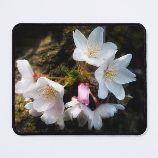 Item preview, Hanami - Sakura Cherry Blossom designed and sold by NearScapes.