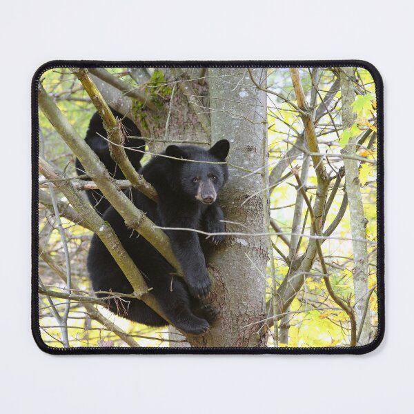 Item preview, Cubs In A Tree designed and sold by mlorenz.