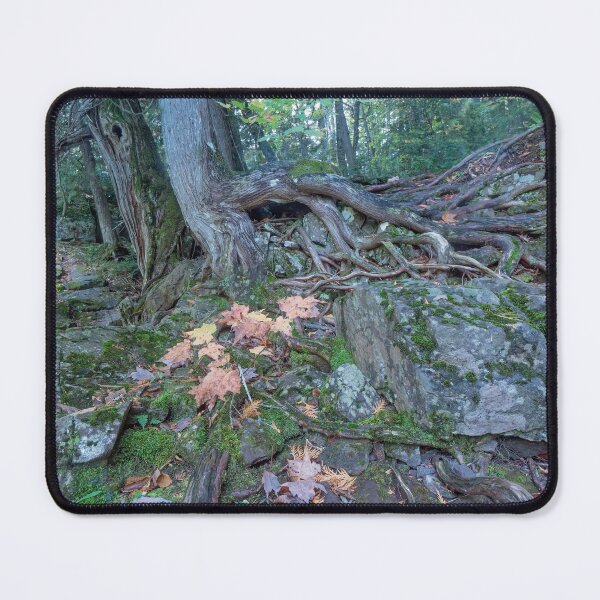 Item preview, Holding on - Cedar on a cliff over the Black River in Michigan designed and sold by TheCurators.