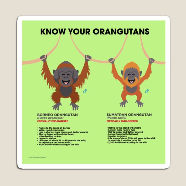 Know Your Orangutans Magnet