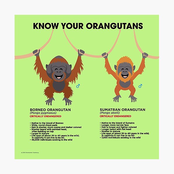 Know Your Orangutans Photographic Print