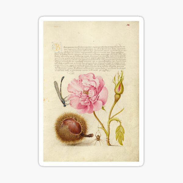 Item preview, Naturalist Manuscript Plants, Insects and Fruit Illumination: Damselfly, French Rose, Spanish Chestnut, and Spider by Joris Hoefnagel  designed and sold by Naturalist Prints.
