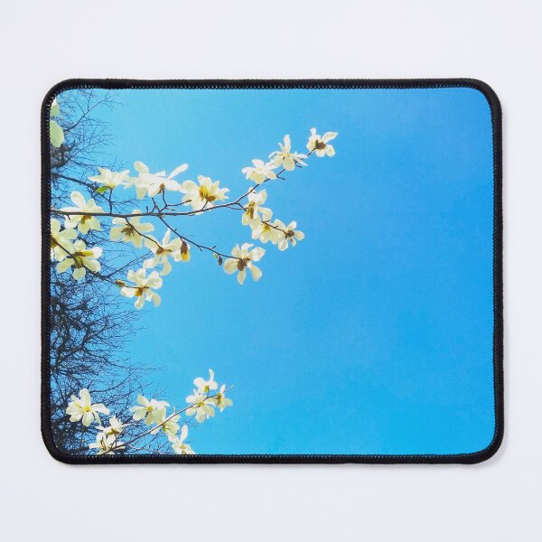 Item preview, White magnolia tree in blossom, spring season, natural background  designed and sold by helenkaiy.