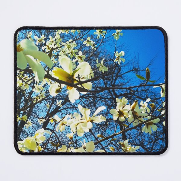Item preview, White magnolia tree in blossom, natural background, spring season  designed and sold by helenkaiy.