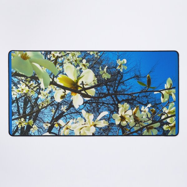 Item preview, White magnolia tree in blossom, natural background, spring season  designed and sold by helenkaiy.