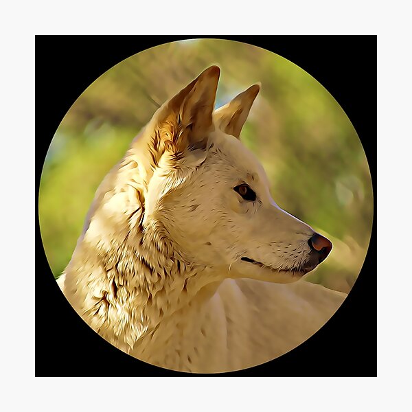 Item preview, Dingo Portrait designed and sold by KJCasey1982.