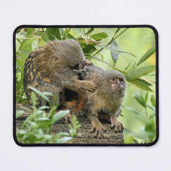 Item preview, r963 / New Finition 2021 " Petit Singe "  Ouistiti Pygmée  " Toilettage en commun  " (h)  Olavia-Olao Okaio Créations designed and sold by o.okaïo.
