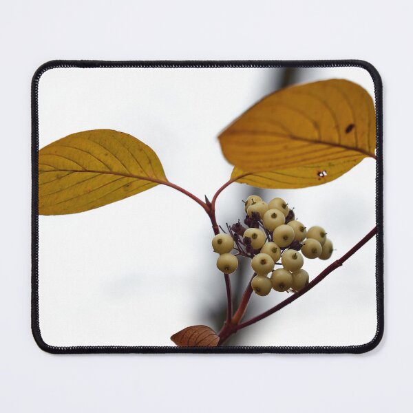 Item preview, Siberian dogwood berries designed and sold by Jouko Lehto Photography.
