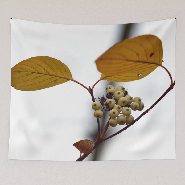 Item preview, Siberian dogwood berries designed and sold by Jouko Lehto Photography.